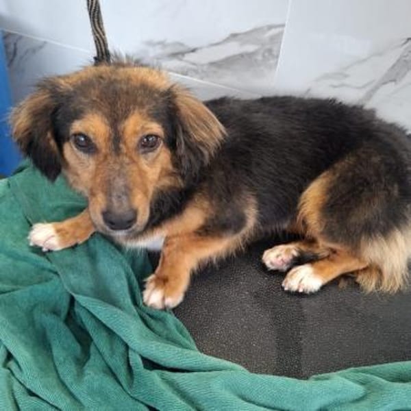 Liesel💕wartet in 67308 Ottersheim