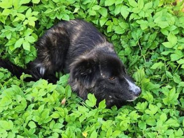 Valla