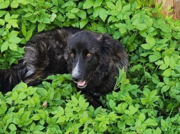 Valla