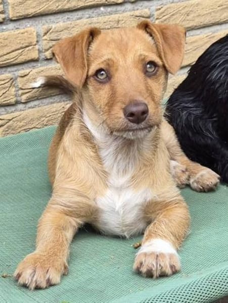 Verschmuster Felix❤ sucht seine Familie