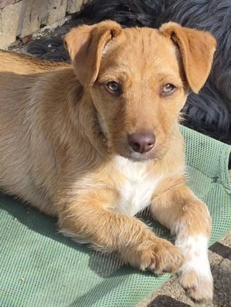Verschmuster Felix❤ sucht seine Familie