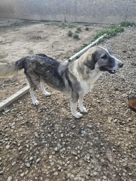 💖 SARAI sucht ihr Zuhause  🐾