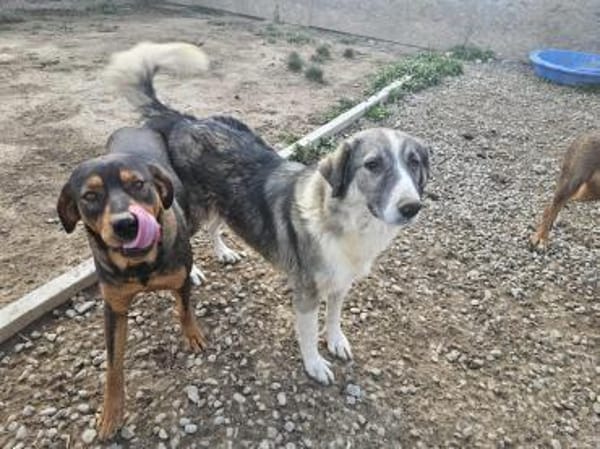 💖 SARAI sucht ihr Zuhause  🐾