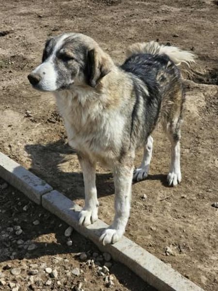 💖 SARAI sucht ihr Zuhause  🐾