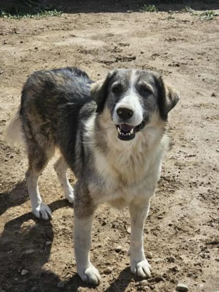 💖 SARAI sucht ihr Zuhause  🐾