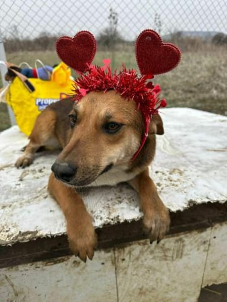 Mandy, zartes Hundemädchen sucht Liebe