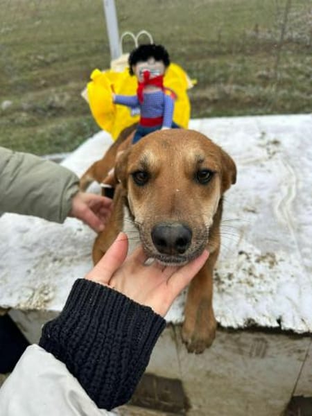 Mandy, zartes Hundemädchen sucht Liebe