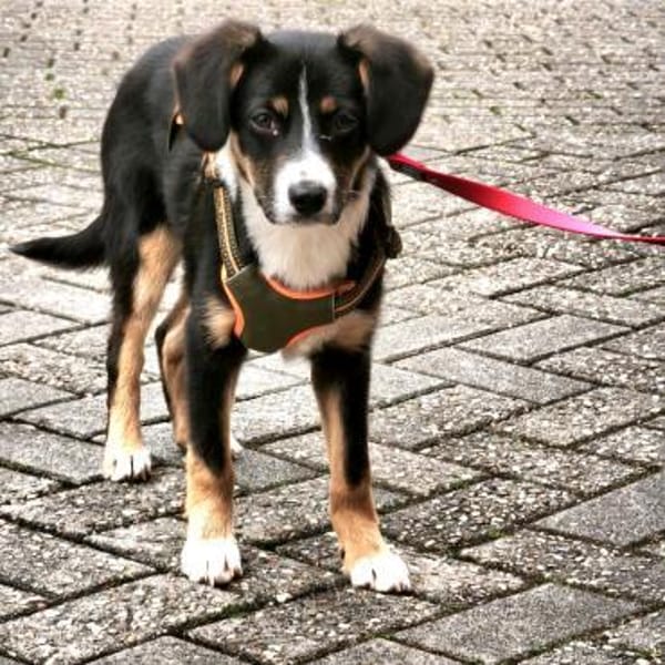 Brianna - geduldige Menschen gesucht