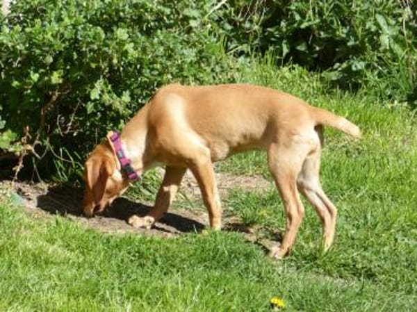 Liebe Darby sucht Zuhause