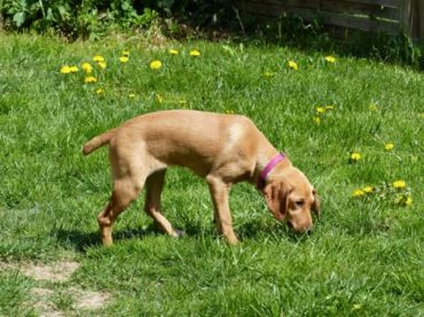 Liebe Darby sucht Zuhause