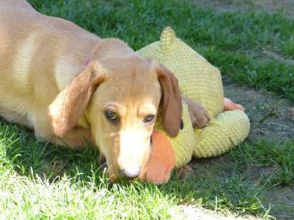 Liebe Darby sucht Zuhause