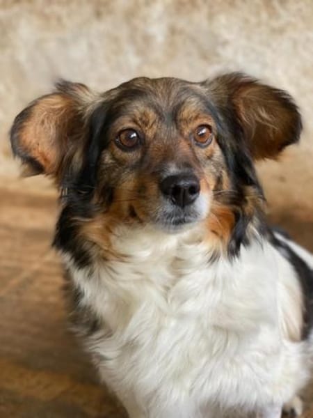 Laika, geb. ca. 11/2024, 41462 Neuss