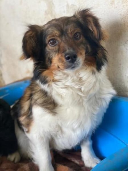 Laika, geb. ca. 11/2024, 41462 Neuss