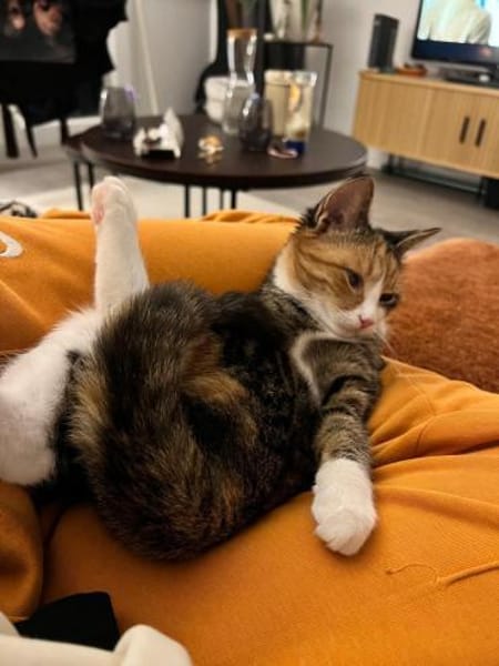 Kiyo sucht ihre Familie