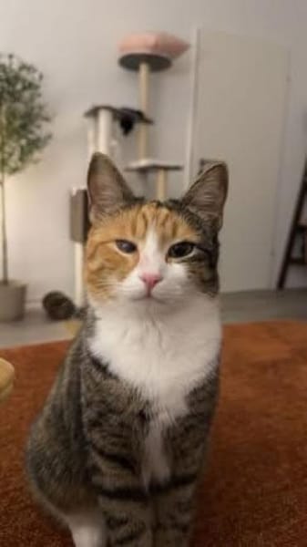 Kiyo sucht ihre Familie