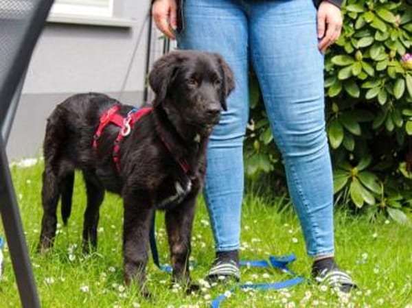 Darf Spike Sie begleiten?