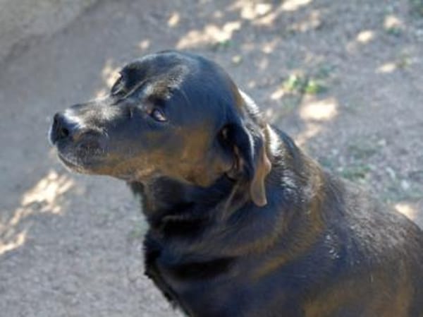 Zenon sucht neue Familie
