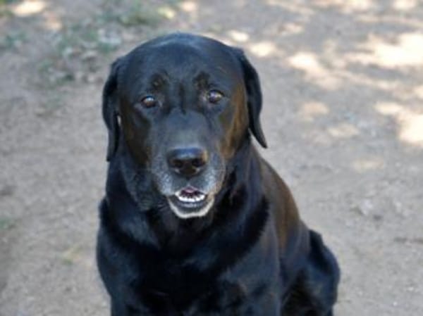 Zenon sucht neue Familie