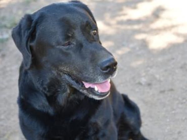 Zenon sucht neue Familie