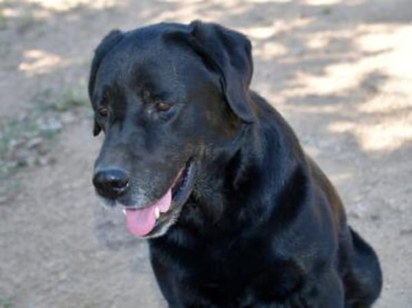 Zenon sucht neue Familie