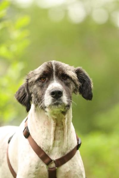 Bella unser Herzenshund..