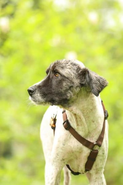 Bella unser Herzenshund..