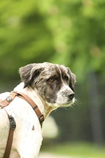 Bella unser Herzenshund..