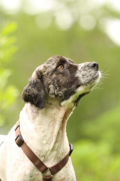 Bella unser Herzenshund..
