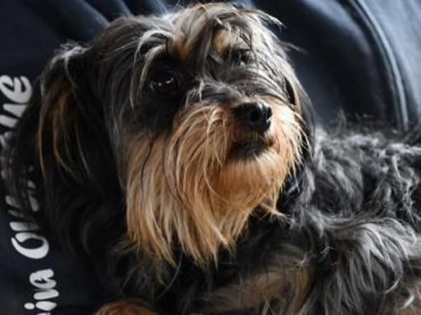 Darf Trizzi Ihre Familie bereichern?