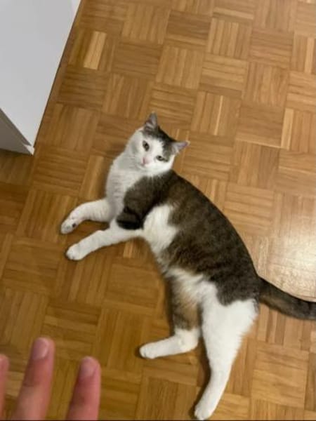 Jonny Stattlicher Kater sucht  Familie