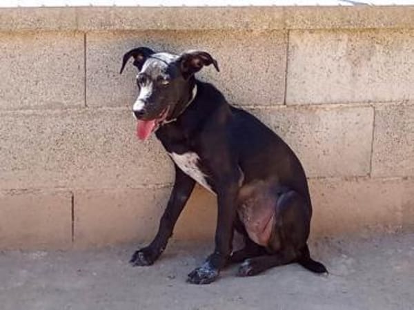 Nerina sucht Familienanschluss