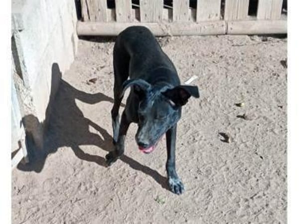Nerina sucht Familienanschluss