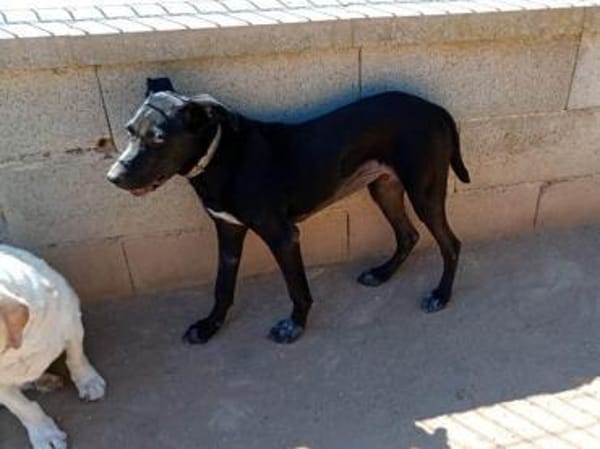 Nerina sucht Familienanschluss