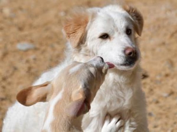 April sucht passendes Zuhause
