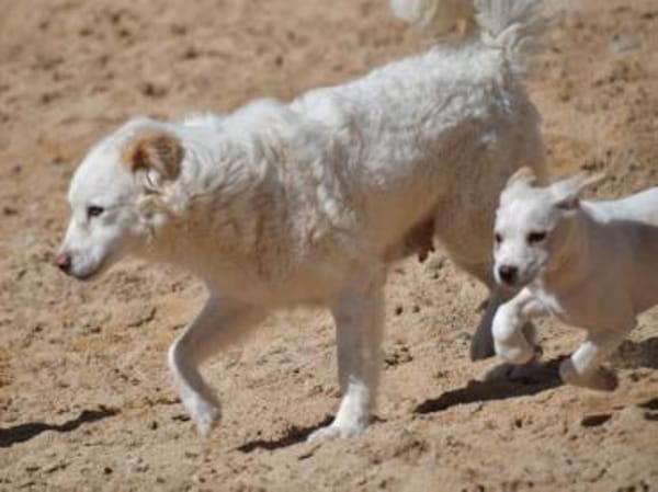 April sucht passendes Zuhause