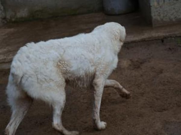 Priscilla sucht ein liebevolles Zuhause