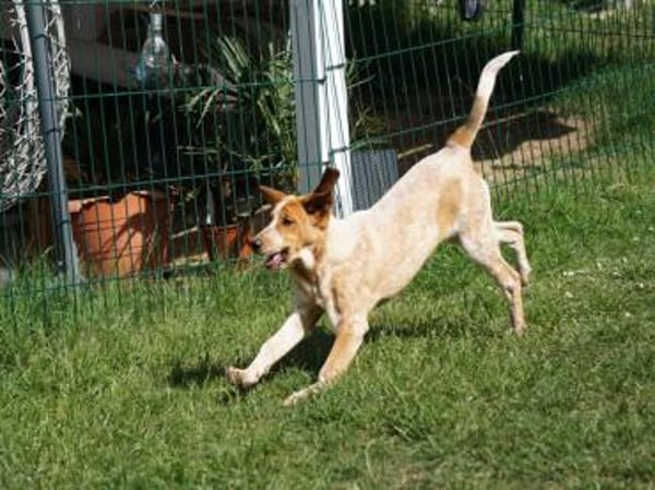 Liebevolles Zuhause für Corinna gesucht