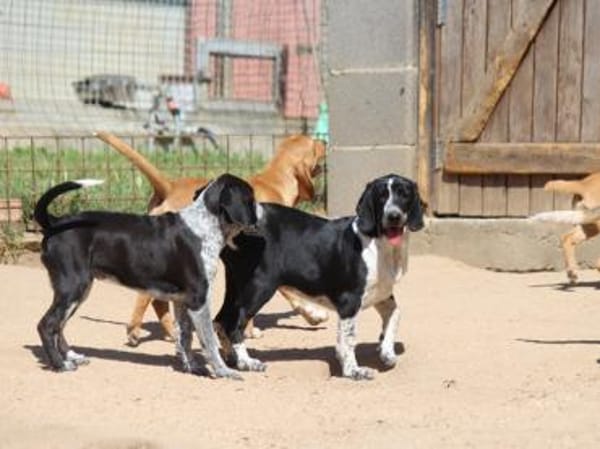 Carolina sucht liebevolles Zuhause