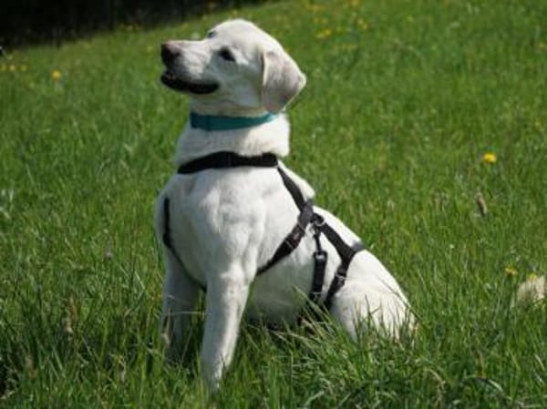Brando möchte Ihr Familienhund werden