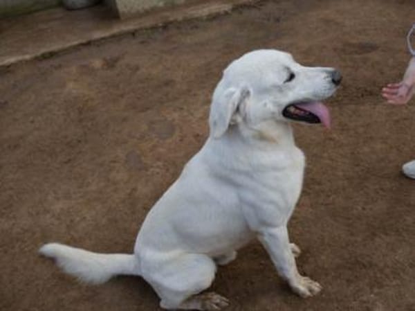 Brando möchte Ihr Familienhund werden