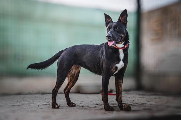XENA