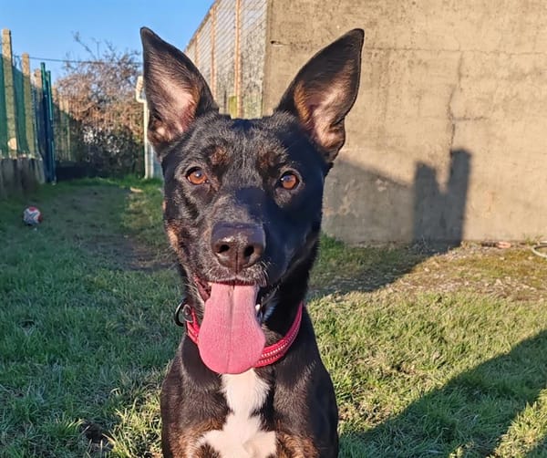 XENA