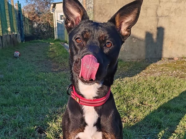 XENA