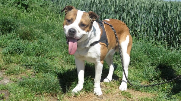 DEIMOS
