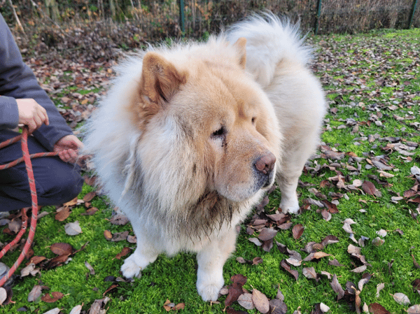 PUMBA