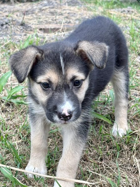 SUVA, Chiot femelle Berger Créole
