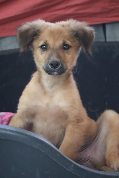 BOUNKAY, chiot mâle Berger Créole
