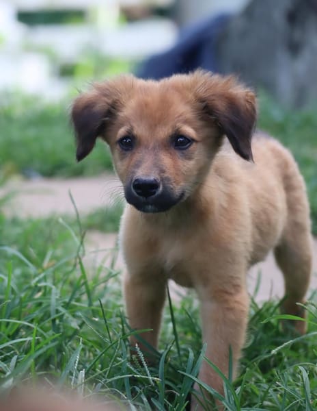 BOUNKAY, chiot mâle Berger Créole