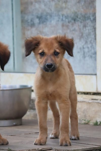 BOUNKAY, chiot mâle Berger Créole