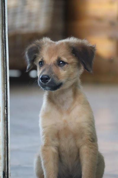 BOUNKAY, chiot mâle Berger Créole